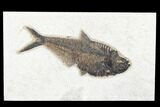 Fossil Fish (Diplomystus) - Green River Formation #179281-1